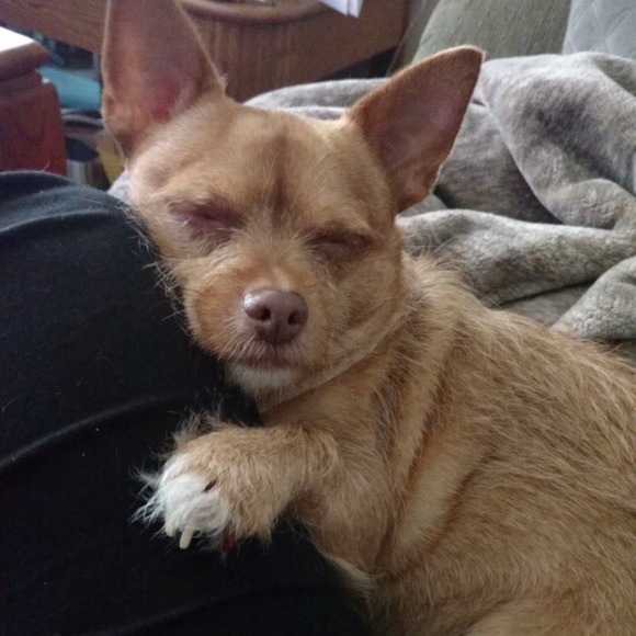 Meet your Posher, Misty - Picture 1 of 1